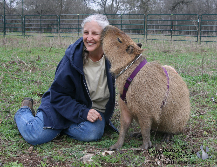 CAPYBARA In: A Visit to the Land of the Capybaras | Our Santa Fe River, Inc. (OSFR) | Protecting the Santa Fe River capybara