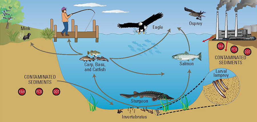 contaminaged In: Seminoles Appeal Ruling | Our Santa Fe River, Inc. (OSFR) | Protecting the Santa Fe River contaminaged