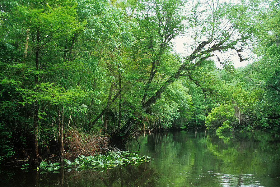 Ocklawaha River In: Breach That Dam | Our Santa Fe River, Inc. (OSFR) | Protecting the Santa Fe River ocklawaha-river