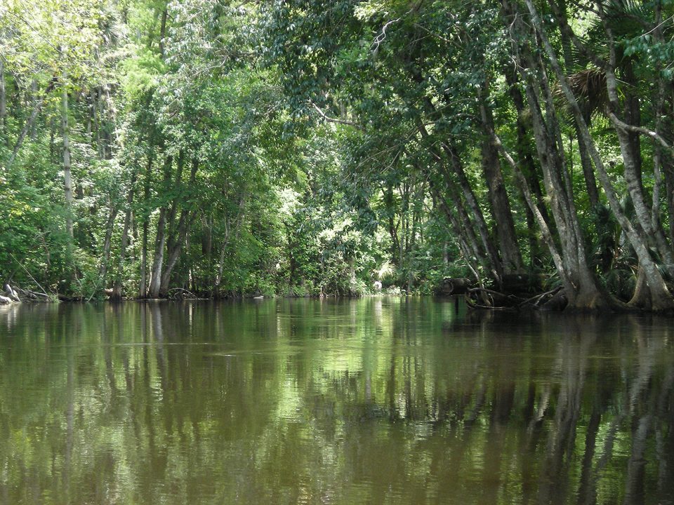 ocklawaha-river-0152