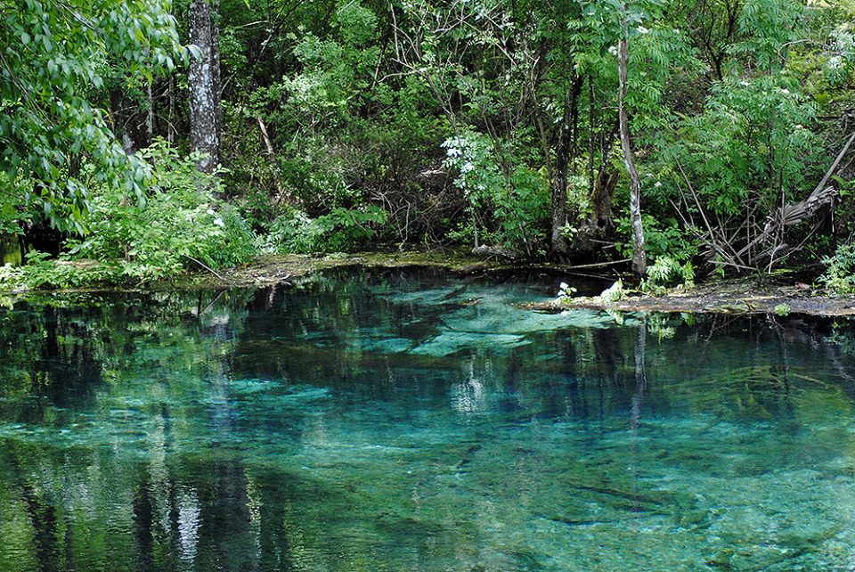 silverspring last In: Explore the Crystal-Clear Springs of the Santa Fe River | Our Santa Fe River, Inc. (OSFR) | Protecting the Santa Fe River silverspring-last