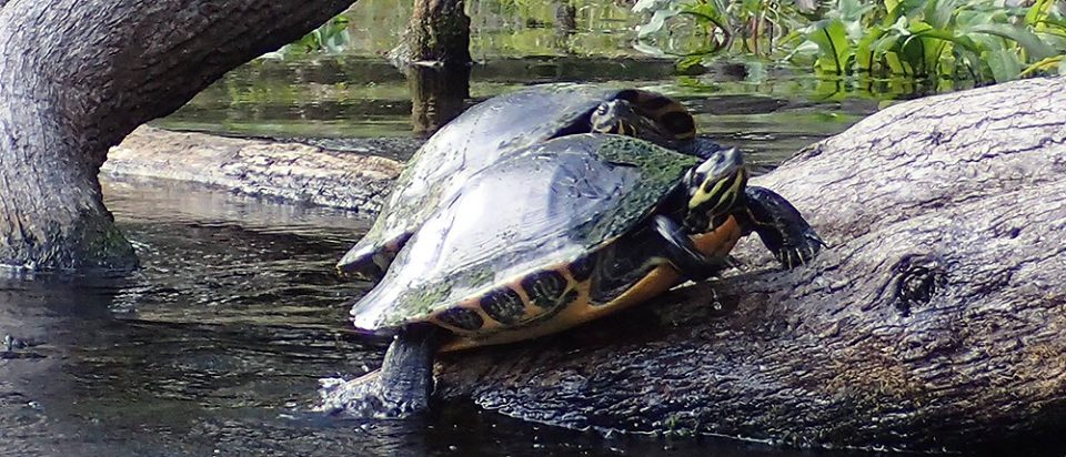 paddlejan6 In: January Paddle a Great Success. | Our Santa Fe River, Inc. (OSFR) | Protecting the Santa Fe River paddlejan6