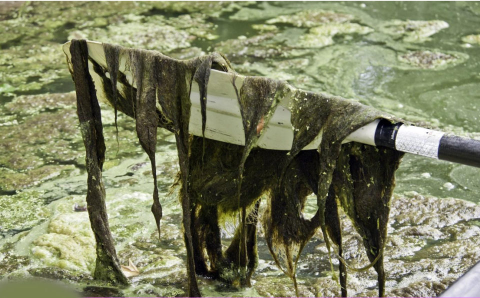 algae