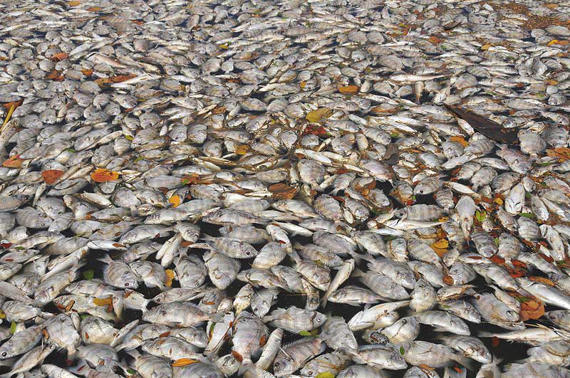 APFISH In: Florida’s building boom threatens wildlife-rich lagoon | Our Santa Fe River, Inc. (OSFR) | Protecting the Santa Fe River APFISH In: Florida’s building boom threatens wildlife-rich lagoon | Our Santa Fe River, Inc. (OSFR) | Protecting the Santa Fe River