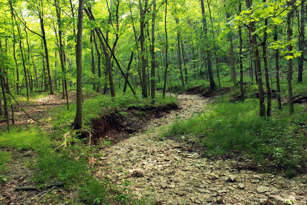 dry creeksmall In: Saving The Springs Is Unending Battle -- Because We Don't Want To Win It | Our Santa Fe River, Inc. (OSFR) | Protecting the Santa Fe River