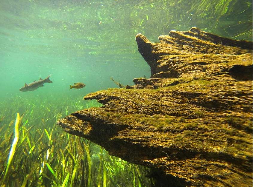 bobknight Ichetucknee In: Robert Knight: Florida’s springs are living things | Our Santa Fe River, Inc. (OSFR) | Protecting the Santa Fe River bobknight Ichetucknee In: Robert Knight: Florida’s springs are living things | Our Santa Fe River, Inc. (OSFR) | Protecting the Santa Fe River