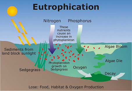 deadzone4 In: Fertilizer Causes Largest Ever Dead Zone | Our Santa Fe River, Inc. (OSFR) | Protecting the Santa Fe River