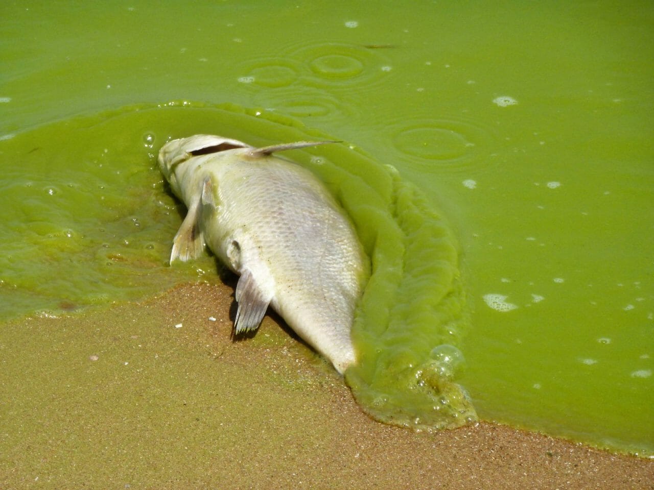 dead fish algae miseagrant In: Phosphorus Pollution Reaching Dangerous Levels Worldwide, New Study Finds | Our Santa Fe River, Inc. (OSFR) | Protecting the Santa Fe River