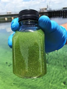 algaebottle In: "... there’s really nothing you can do," No, That's Not So, "Just Stop It" | Our Santa Fe River, Inc. (OSFR) | Protecting the Santa Fe River algaebottle In: "... there’s really nothing you can do," No, That's Not So, "Just Stop It" | Our Santa Fe River, Inc. (OSFR) | Protecting the Santa Fe River