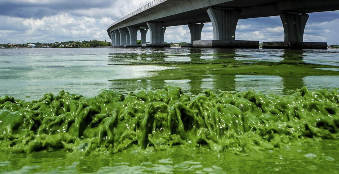 algae worst In: State of state’s water a concern | Our Santa Fe River, Inc. (OSFR) | Protecting the Santa Fe River algae worst In: State of state’s water a concern | Our Santa Fe River, Inc. (OSFR) | Protecting the Santa Fe River