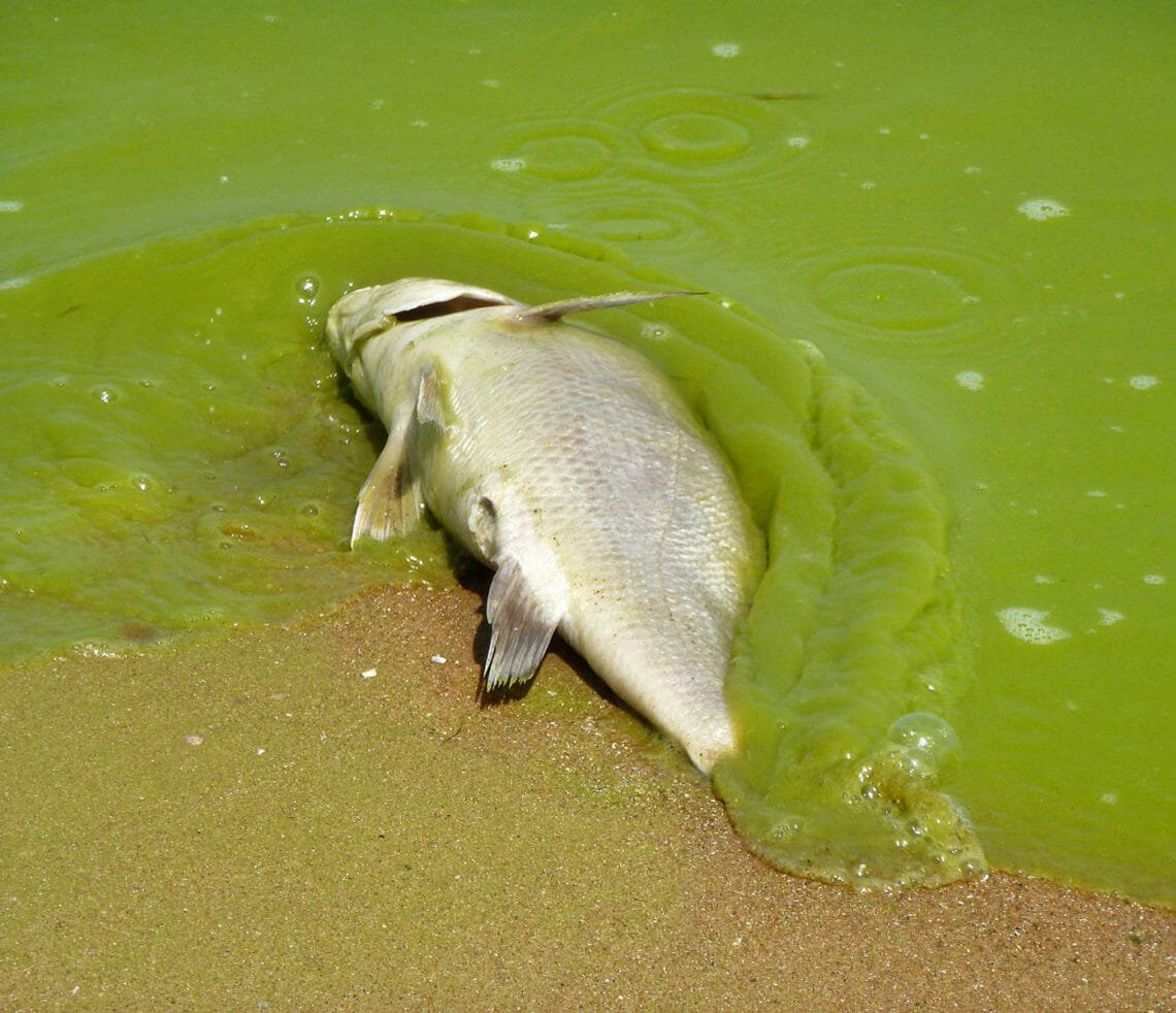 dead fish algae miseagrant In: What is causing Florida’s algae crisis? | Our Santa Fe River, Inc. (OSFR) | Protecting the Santa Fe River