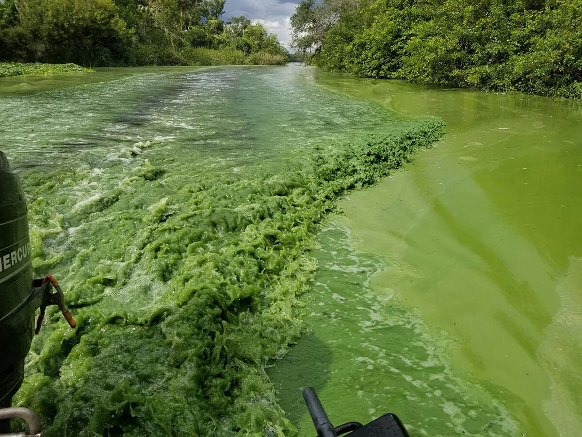 algae bad bad In: Algae toxins are airborne and can reach deep into human lungs, FGCU research shows | Our Santa Fe River, Inc. (OSFR) | Protecting the Santa Fe River algae bad bad In: Algae toxins are airborne and can reach deep into human lungs, FGCU research shows | Our Santa Fe River, Inc. (OSFR) | Protecting the Santa Fe River