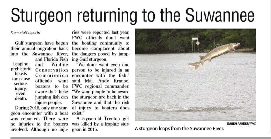 sturgeon In: Sturgeon Returning to the Suwannee | Our Santa Fe River, Inc. (OSFR) | Protecting the Santa Fe River sturgeon In: Sturgeon Returning to the Suwannee | Our Santa Fe River, Inc. (OSFR) | Protecting the Santa Fe River