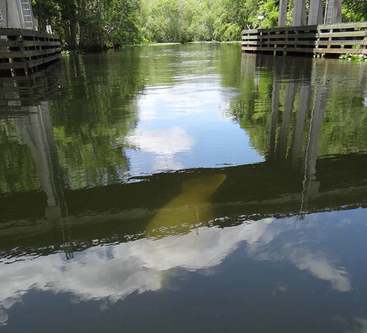 manateeKaren 1 In: Florida's Lost Springs | Our Santa Fe River, Inc. (OSFR) | Protecting the Santa Fe River manateeKaren 1 In: Florida's Lost Springs | Our Santa Fe River, Inc. (OSFR) | Protecting the Santa Fe River