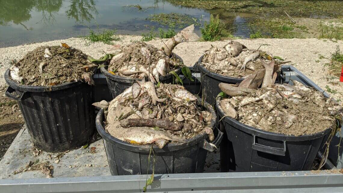 dead fish from nestle spill In: Nestlé Pollutes Rivers With More Than Plastic | Our Santa Fe River, Inc. (OSFR) | Protecting the Santa Fe River