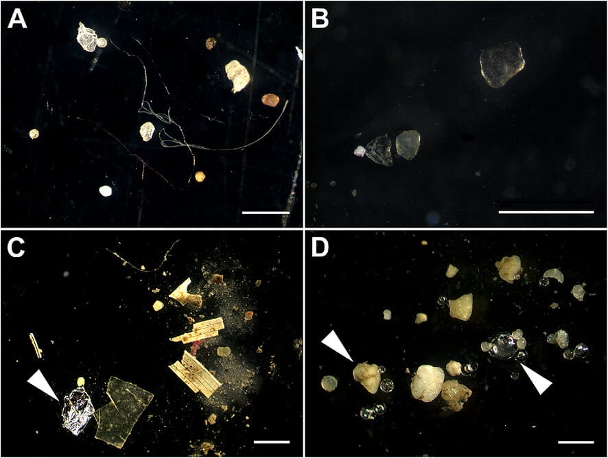Microplastics in sediments In: More Bad News About Microplastics | Our Santa Fe River, Inc. (OSFR) | Protecting the Santa Fe River