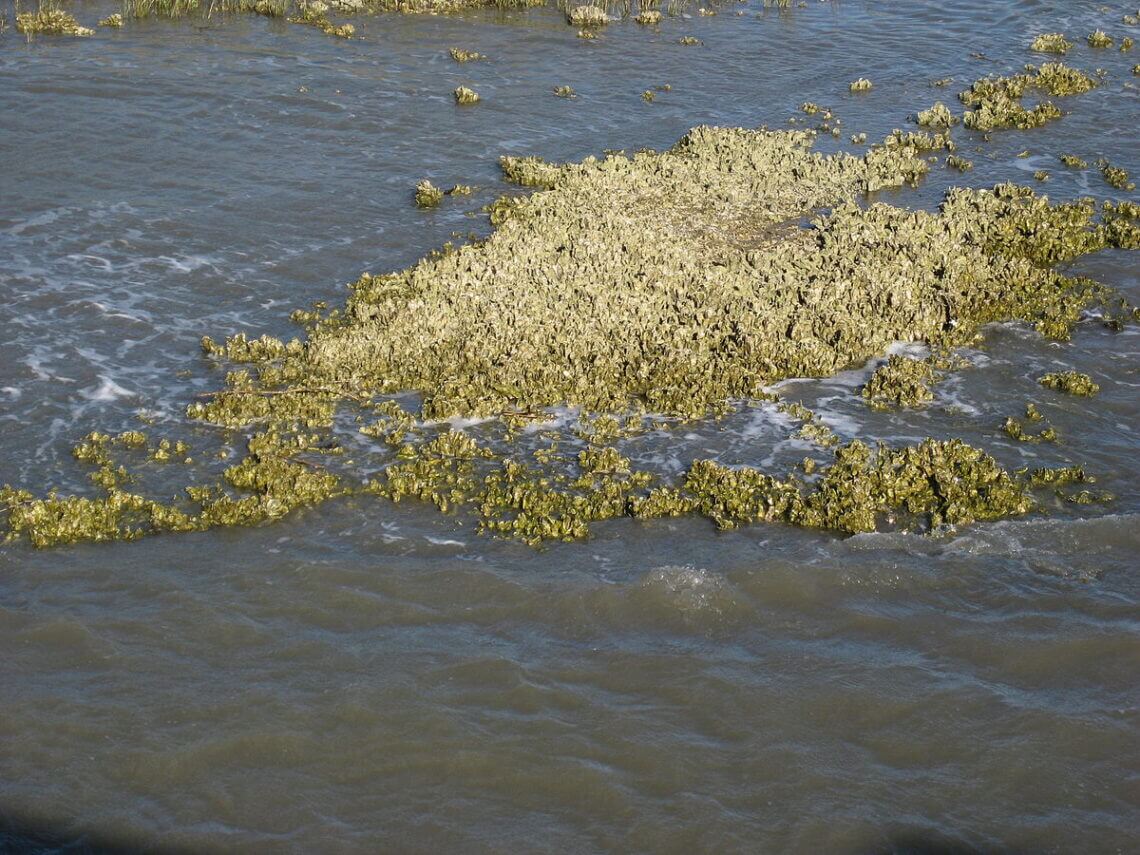 oyster reef free wiki In: largest hydrologic restoration project ever undertaken in the United States. | Our Santa Fe River, Inc. (OSFR) | Protecting the Santa Fe River