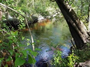 BlackCreek Rinaman In: Promote water conservation before building pricey pipelines | Our Santa Fe River, Inc. (OSFR) | Protecting the Santa Fe River