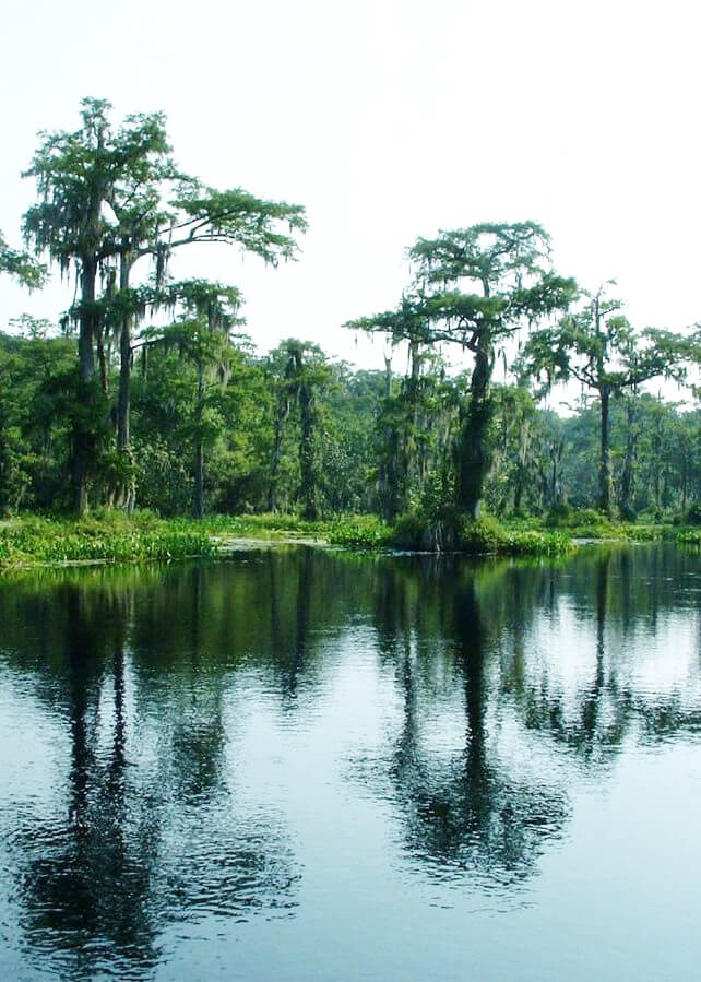 Wakulla sprgs tim ross pub domain In: Wakulla Springs success? Not so fast | Our Santa Fe River, Inc. (OSFR) | Protecting the Santa Fe River Wakulla sprgs tim ross pub domain In: Wakulla Springs success? Not so fast | Our Santa Fe River, Inc. (OSFR) | Protecting the Santa Fe River