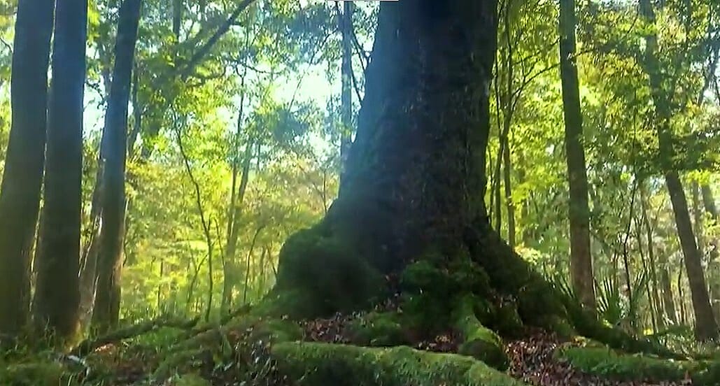 LittleAwesomeACT In: A 195-Acre Nature Preserve in Columbia County Will Open to the Public in 2022 | Our Santa Fe River, Inc. (OSFR) | Protecting the Santa Fe River LittleAwesomeACT In: A 195-Acre Nature Preserve in Columbia County Will Open to the Public in 2022 | Our Santa Fe River, Inc. (OSFR) | Protecting the Santa Fe River