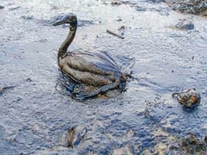 Oiled Bird Black Sea Oil Spill 111207 In: Catastrophic’ California Oil Spill Kills Fish, Damages Wetlands | Our Santa Fe River, Inc. (OSFR) | Protecting the Santa Fe River Oiled Bird Black Sea Oil Spill 111207 In: Catastrophic’ California Oil Spill Kills Fish, Damages Wetlands | Our Santa Fe River, Inc. (OSFR) | Protecting the Santa Fe River