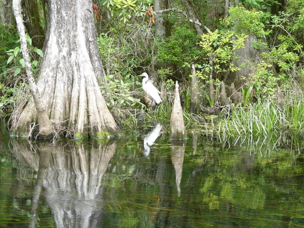 Wakulla springscreativecommons In: 'Tis the Normal Florida Logical Leadership | Our Santa Fe River, Inc. (OSFR) | Protecting the Santa Fe River Wakulla springscreativecommons In: 'Tis the Normal Florida Logical Leadership | Our Santa Fe River, Inc. (OSFR) | Protecting the Santa Fe River