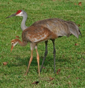 sandhillcrane creative comm In: Us Wildlife Officials Backtrack on Pesticide Threat to Wildlife | Our Santa Fe River, Inc. (OSFR) | Protecting the Santa Fe River