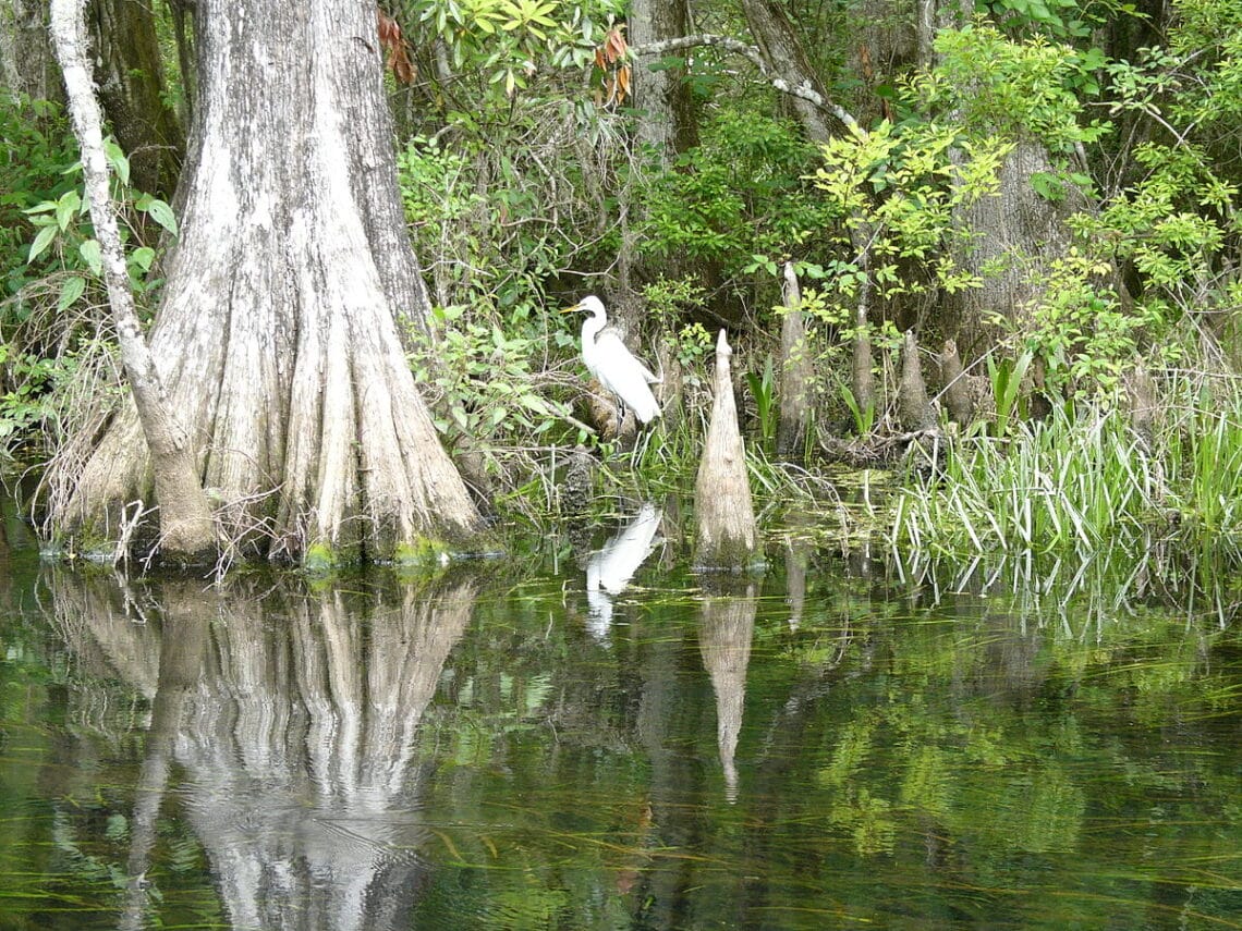 Wakulla springscreativecommons In: Good News! You’re Florida’s New Governor. Bad News: Now You Have to Save Our Environment | Our Santa Fe River, Inc. (OSFR) | Protecting the Santa Fe River Wakulla springscreativecommons In: Good News! You’re Florida’s New Governor. Bad News: Now You Have to Save Our Environment | Our Santa Fe River, Inc. (OSFR) | Protecting the Santa Fe River