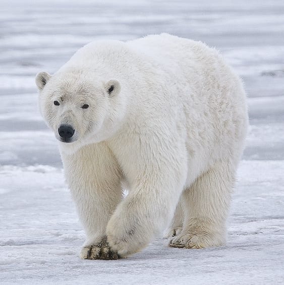 Polar Bear creative commons wiki In: Alarming Levels of PFAs in Norwegian Arctic Ice Pose New Risk to Wildlife | Our Santa Fe River, Inc. (OSFR) | Protecting the Santa Fe River Polar Bear creative commons wiki In: Alarming Levels of PFAs in Norwegian Arctic Ice Pose New Risk to Wildlife | Our Santa Fe River, Inc. (OSFR) | Protecting the Santa Fe River