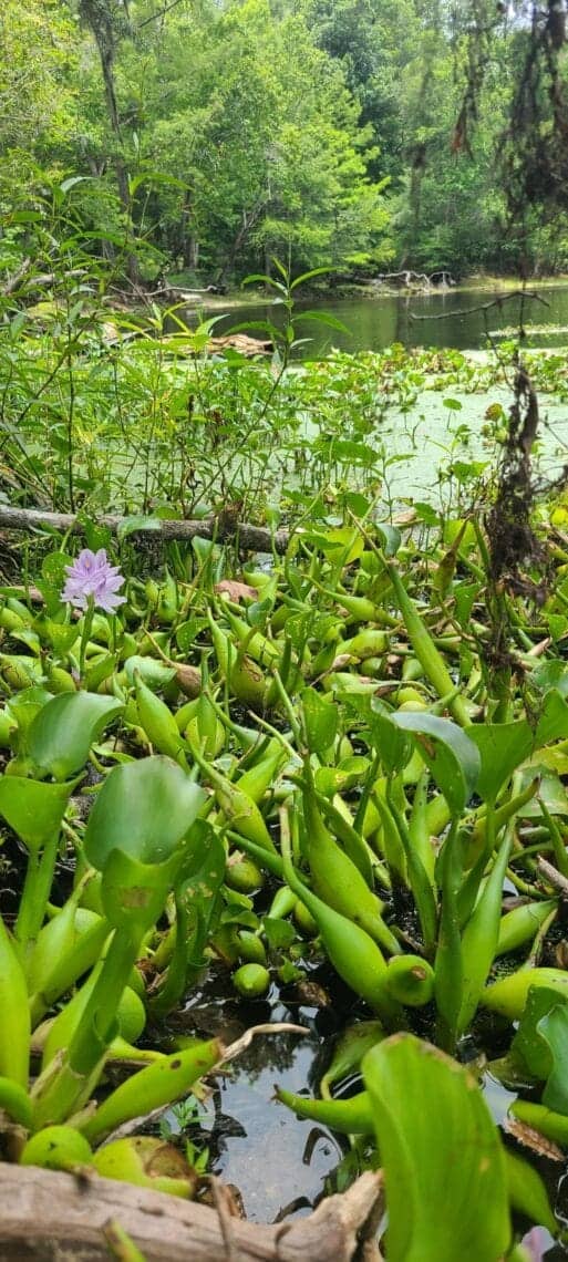 hyacyth In: OSFR Hand-Pulling Hyacinth with FWC and Rum 138 | Our Santa Fe River, Inc. (OSFR) | Protecting the Santa Fe River hyacyth In: OSFR Hand-Pulling Hyacinth with FWC and Rum 138 | Our Santa Fe River, Inc. (OSFR) | Protecting the Santa Fe River