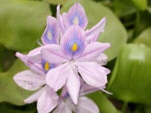 water hyacinth ccommons In: Successful Invasive Plant/Water Hyacinth Pull | Our Santa Fe River, Inc. (OSFR) | Protecting the Santa Fe River