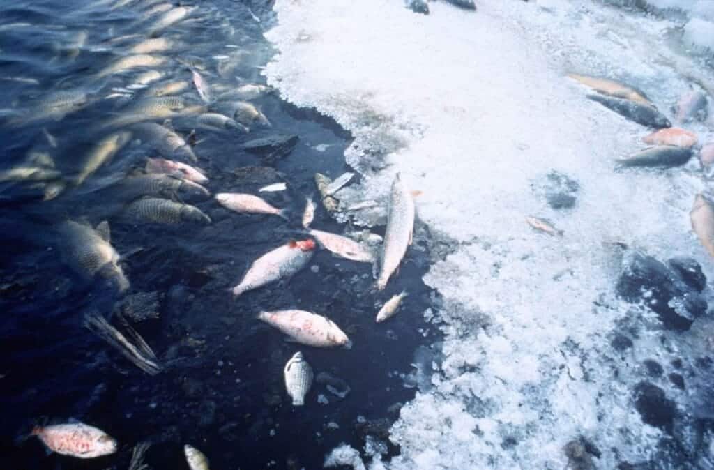 fishkill US FWildlife Service In: More Dead Fish For Florida | Our Santa Fe River, Inc. (OSFR) | Protecting the Santa Fe River