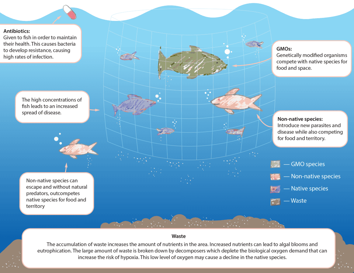 aquacultureWikiCC In: Negative Aspects Far Outweigh the Positive With Aquaculture | Our Santa Fe River, Inc. (OSFR) | Protecting the Santa Fe River