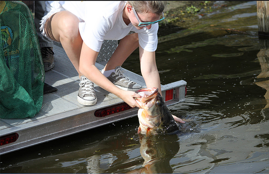 blackbass In: New Fishing Regulations for Bass | Our Santa Fe River, Inc. (OSFR) | Protecting the Santa Fe River blackbass