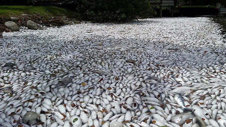 fishkill In: SEPTIC TANKS AND FERTILIZER --- MASS KILLERS | Our Santa Fe River, Inc. (OSFR) | Protecting the Santa Fe River fishkill