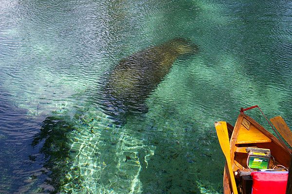 manatee In: Take Action To Help Protect The Manatee | Our Santa Fe River, Inc. (OSFR) | Protecting the Santa Fe River Photo by Merrillee Malwitz-Jipson, on the Santa Fe River near Ginnie Springs