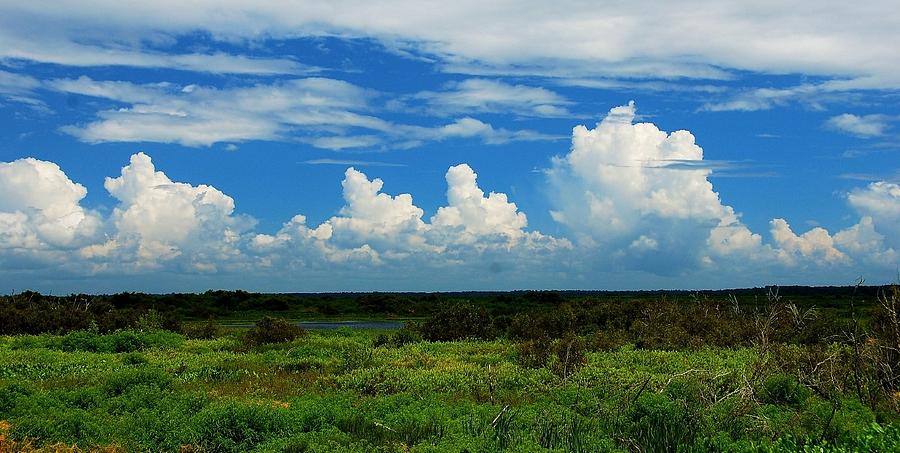 paynes prairie panorama tammy gray In: DEP Steverson Persists In His Mission | Our Santa Fe River, Inc. (OSFR) | Protecting the Santa Fe River paynes-prairie-panorama-tammy-gray
