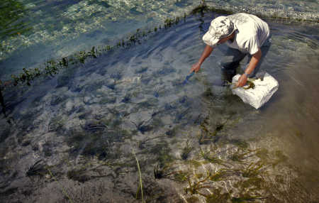 005 her grass041209 63968c In: Will Nitrates Undo Weeki Wachee Springs Restoration? | Our Santa Fe River, Inc. (OSFR) | Protecting the Santa Fe River