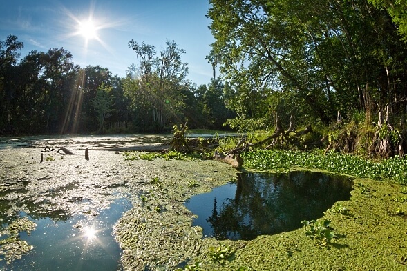 High Springs, FL. May 22, 2012. Fenceline Spring emerges on the south bank of the Santa Fe River, its modest flow pushing through dense mats of algae on the river between U.S. 27 and Poe Springs. photo by John Moran - www.JohnMoranPhoto.com Our Santa Fe River, Inc. | Protecting the waters and lands supporting the aquifer, springs and rivers within the watershed of the Santa Fe River.