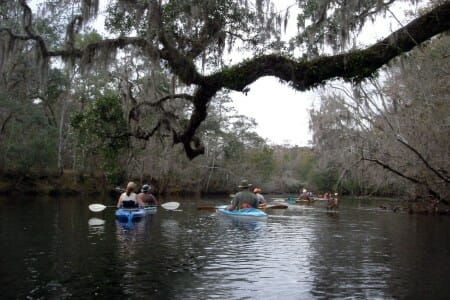 SF new years day In: OUR RIVER | Our Santa Fe River, Inc. (OSFR) | Protecting the Santa Fe River