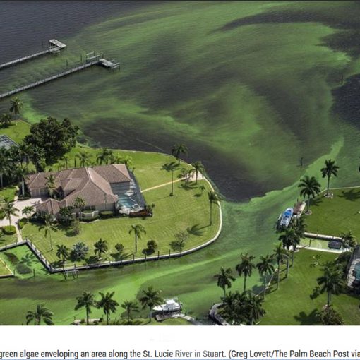algae st lucie river