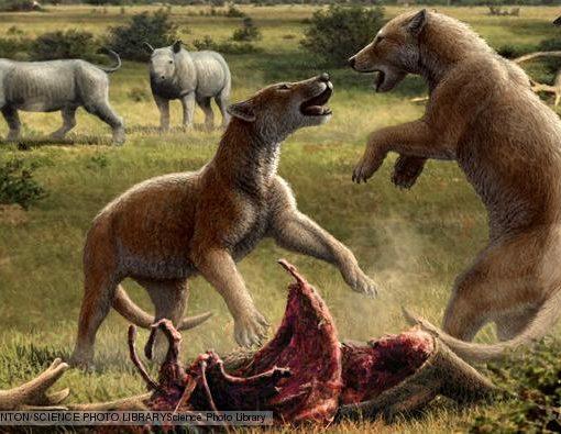 fsbeardogsmio In: Florida's Fossils First Up on Water/Ways Speaker Series Tues. Aug. 2 | Our Santa Fe River, Inc. (OSFR) | Protecting the Santa Fe River