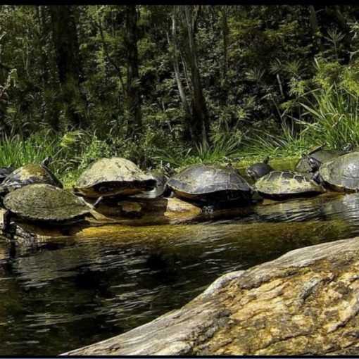 lucindaphoto In: Why Aren't Water Laws Protecting Water? Lucinda Merritt | Our Santa Fe River, Inc. (OSFR) | Protecting the Santa Fe River