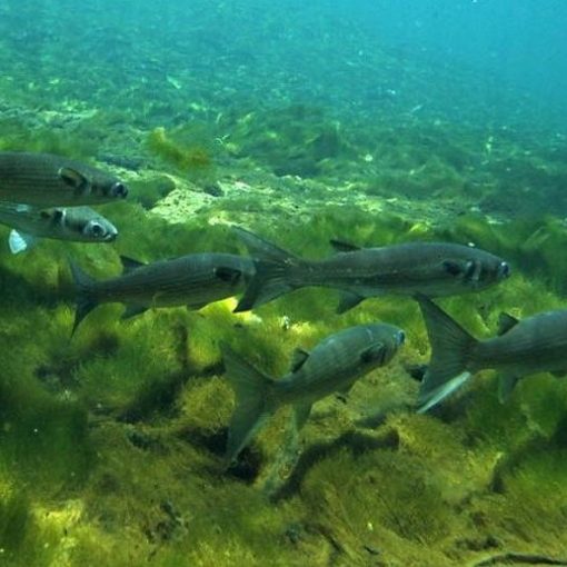 mullet algae