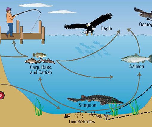 contaminaged In: Seminoles Appeal Ruling | Our Santa Fe River, Inc. (OSFR) | Protecting the Santa Fe River