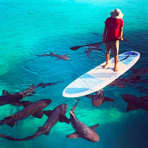 paddle-boarding-scare