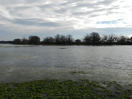 Alligator Lake In: Alligator Lake Spring Festival Photo Contest | Our Santa Fe River, Inc. (OSFR) | Protecting the Santa Fe River