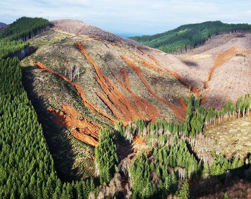 weyerhauserlawsuit3 In: Weyerhaeuser/Plum Creek Gives Away $25,500 | Our Santa Fe River, Inc. (OSFR) | Protecting the Santa Fe River