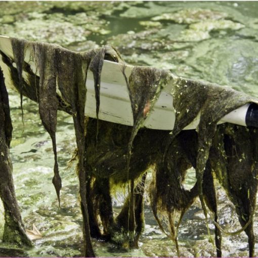 algae growth from nutrient loading