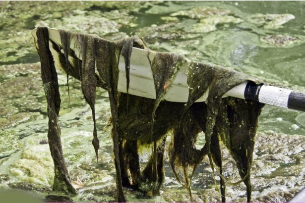 algae growth from nutrient loading